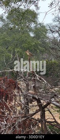 BirdWatch Spot on the Trail to Jacob’s Well avec Female Northern Cardinal, Texas Banque D'Images