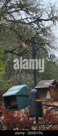 BirdWatch Spot on the Trail to Jacob’s Well avec Female Northern Cardinal Banque D'Images