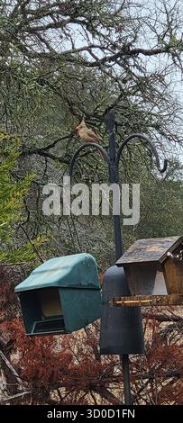 BirdWatch Spot on the Trail to Jacob’s Well avec Female Northern Cardinal Banque D'Images