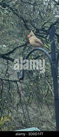BirdWatch Spot on the Trail to Jacob’s Well avec Female Northern Cardinal Banque D'Images