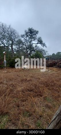 BirdWatch Spot on the Trail to Jacob’s Well avec Female Northern Cardinal, Texas Banque D'Images