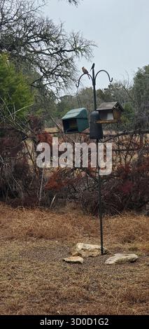 BirdWatch Spot on the Trail to Jacob’s Well avec Female Northern Cardinal, Texas Banque D'Images