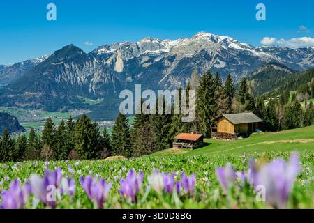 Prairies de crocus en fleurs avec pâturages alpins et Rofan en arrière-plan, Wiedersberger Horn, Kitzbüheler Almen, Tyrol, Autriche Banque D'Images
