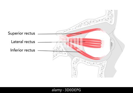 Latéral supérieur droit inférieur - muscle de l'œil humain représenté dans le graphique anatomique étiqueté, contrôle le mouvement vers le haut et vers l'intérieur de l'œil, important pour l'alignement oculaire, l'illustration médicale et éducative. Illustration de Vecteur