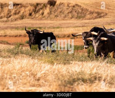 Les taureaux noirs errent librement dans un pâturage sec entouré d'herbe dorée et de douces collines sous le soleil de l'après-midi. Banque D'Images