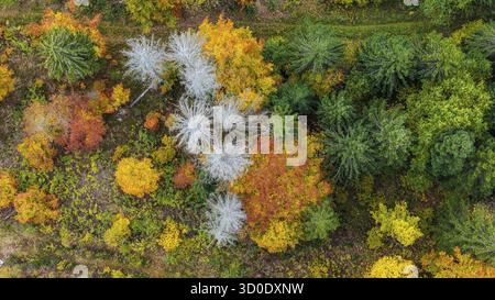 Forêt d'automne dans la Forêt Noire. Drone photo d'arbres dans des feuilles d'automne colorées et des conifères, certains ont des branches sèches. Titisee-Neustadt, Bade-Wuertt Banque D'Images