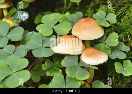 Brique rouge tête de soufre (Hypholoma lateritium) entre trèfle dans la forêt, Bavière, Allemagne Banque D'Images