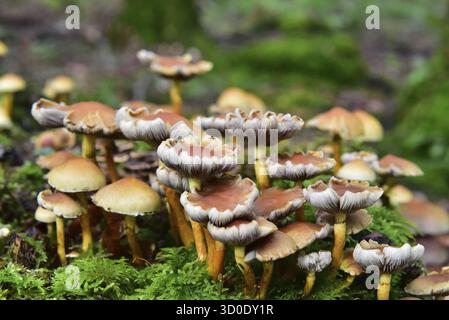Brique rouge tête de soufre (Hypholoma lateritium) sur une souche d'arbre dans la forêt, Bavière, Allemagne Banque D'Images