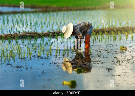 Un agriculteur se penche pour transplanter des plants de riz dans un champ gorgé d'eau, portant un chapeau à larges bords et des bottes orange, réfléchissant sur l'eau, avec Banque D'Images