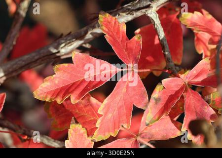 Feuille d'érable rouge écorce rose vif montrant des couleurs vives d'automne. Acer griseum. Banque D'Images
