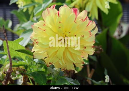 Grande fleur de Dahlia jaune et rose unique. Dahlia 'Lady Darlene'. Banque D'Images