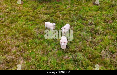 Vue aérienne de moutons laineux qui paissent paisiblement dans un champ vert vibrant, leurs manteaux blancs contrastant avec l'herbe luxuriante, Kent, Royaume-Uni. Banque D'Images