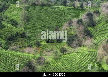Vue de la ferme de plantation de thé vert Sapa prise tôt le matin. Célèbre point de vue à Sapa, Vietnam Banque D'Images