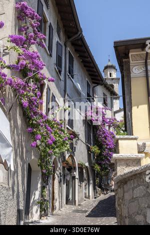 Bougainvilliers fleurit sur le côté d'une maison à Limone sul Garda, Italie Banque D'Images