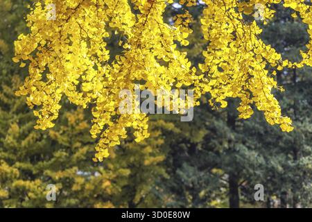 Gingko arbre automne couleur du feuillage. Les feuilles se transforment en jaune pendant la saison. Prise à l'île de Nami, Corée du Sud Banque D'Images