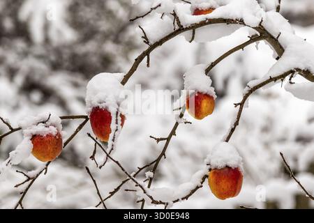 Pommes mûres congelées recouvertes de neige Banque D'Images