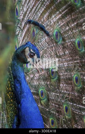 Peacock mâle également connu sous le nom de paon commun, le paon mâle est de couleur vive, avec une crête en éventail de fils à bout en spatule principalement bleu. Banque D'Images