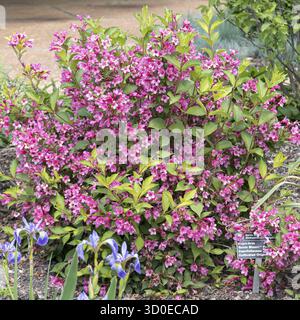 Weigelie (Weigela SONIC BLOOM PINK), Cambridge Botanical Garden, États-Unis d'Amérique Banque D'Images