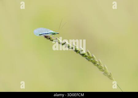 (Chrysopidae) perché sur une tige d'herbe Banque D'Images