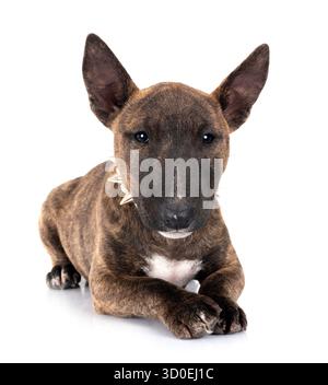 Bull Terrier miniature in front of white background Banque D'Images