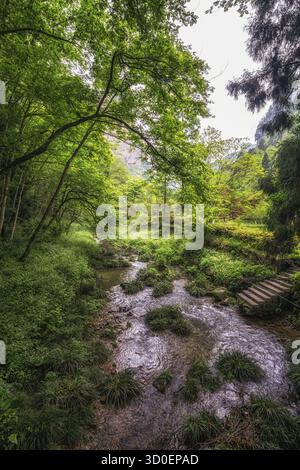 Vue sur la forêt pittoresque de la région de Yuanjie. Forêt luxuriante et ruisseau au fond des grands rochers Banque D'Images