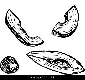 Tranches d'avocat vectoriel dessinées à la main dans le style de gravure linéaire, croquis de tranches de fruits tropicaux avec os d'avocat. Contour d'illustration botanique isolé sur fond transparent. Illustration de Vecteur