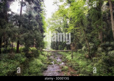 Vue sur la forêt pittoresque de la région de Yuanjie. Forêt luxuriante et ruisseau au fond des grands rochers Banque D'Images