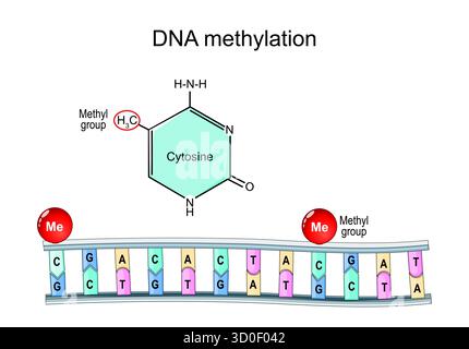 Méthylation de l'ADN. Formule structurale chimique moléculaire et modèle de cytosine avec groupe méthyle. Illustration vectorielle Illustration de Vecteur