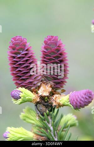 Épinette de cône nain (Picea abies' Pusch '), fleur femelle, Blumenhof Droessler, Jagsal, Brandebourg, Allemagne Banque D'Images