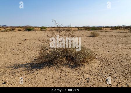 Arbuste sec dans un paysage désertique pierreux à Damaraland, à l'est d'UIS, région d'Erongo, Namibie Banque D'Images