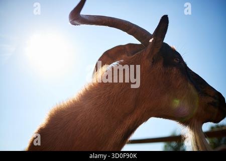 Vue latérale d'une chèvre adulte debout à l'extérieur avec la lumière du soleil brillante derrière la tête, montrant une longue corne courbée et une barbe distinctive, animal orienté vers la droite contre le ciel bleu clair Banque D'Images