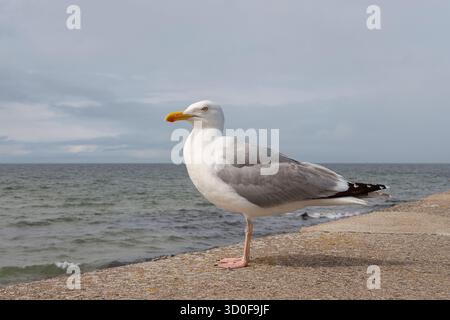 Mouette debout sur une jetée de pierre, grand oiseau avec plumage blanc, ailes grises et bec jaune distinctif avec une tache rouge semblant alerte et calme Banque D'Images