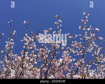 Une scène printanière vibrante avec des branches de fleurs de cerisier recouvertes de délicates fleurs roses et blanches sur un ciel bleu clair. Banque D'Images