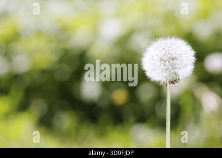 Le pissenlit sur un pré vert arrière-plan. Photo en gros plan avec des couleurs naturelles et l'effet bokeh Banque D'Images