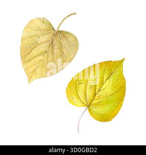 Ensemble aquarelle de feuilles de tilleul d'automne. Bon pour les cartes postales, les livres, les invitations, les cartes de vœux, le papier peint et les textiles Banque D'Images
