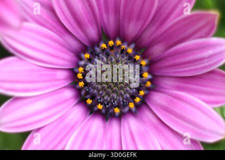 Photo macro extrême d'une tête de fleur de marguerite violette et de pollen Banque D'Images