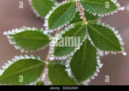 Gros plan de cristaux de glace sur le bord des feuilles vertes de rose musquée Banque D'Images