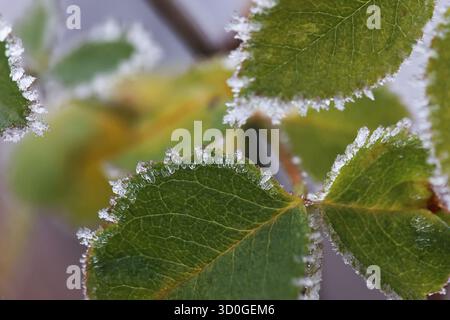 Gros plan de cristaux de glace sur le bord des feuilles vertes de rose musquée Banque D'Images