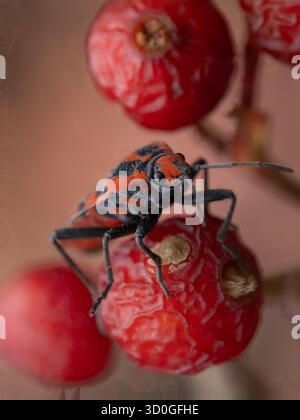 Photographie macro d'un insecte rouge et noir sur les hanches des roses. La texture détaillée du corps et les baies ridées soulignent le contraste de la nature Banque D'Images