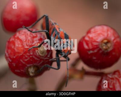Photographie macro d'un insecte rouge et noir sur les hanches des roses. La texture détaillée du corps et les baies ridées soulignent le contraste de la nature Banque D'Images