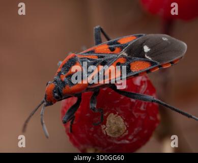 Photographie macro d'un insecte rouge et noir sur les hanches des roses. La texture détaillée du corps et les baies ridées soulignent le contraste de la nature Banque D'Images