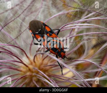 Photographie macro d'un insecte rouge et noir sur les hanches des roses. La texture détaillée du corps et les baies ridées soulignent le contraste de la nature Banque D'Images