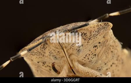Photographie macro d'un insecte puant en gros plan sur un fond clair. L'image montre des yeux composés, des antennes, un exosquelette de chitine moucheté, Banque D'Images
