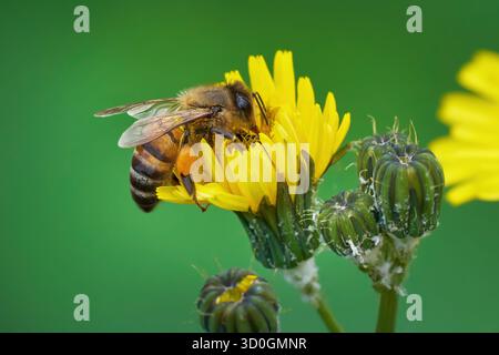 Abeille à miel sur El Hierro, îles Canaries, collecte du pollen un chardon de truie Banque D'Images