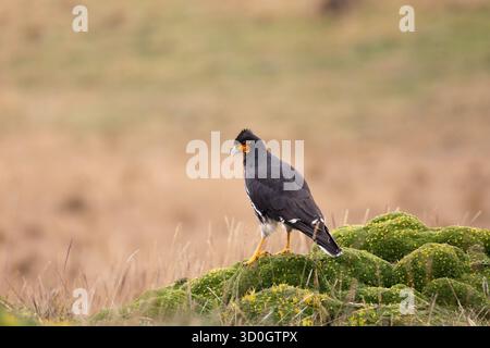Caracara caronculé (Phalcoboenus carunculatus) debout sur un sol mousselé dans les hautes páramo d'Antisana, Équateur. Banque D'Images