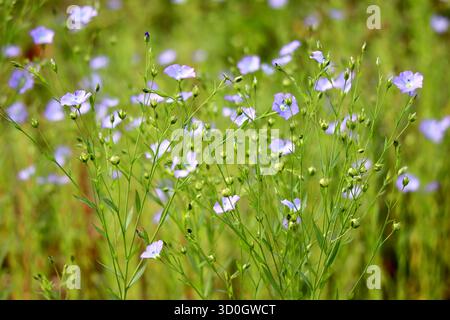 Belles fleurs de lin dans le champ nature photographie fond floral Banque D'Images