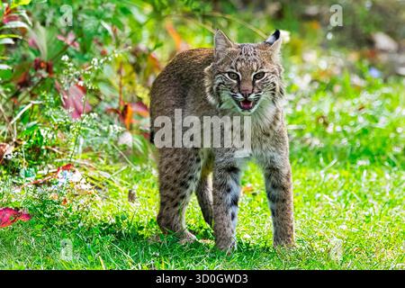 Bobcat couché dans l'herbe dans un environnement d'automne luxuriant. Banque D'Images