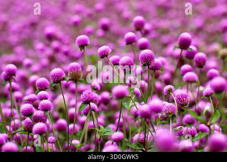 Acheter globe amarante fleur champ violet fleurs gomphrena globosa Banque D'Images