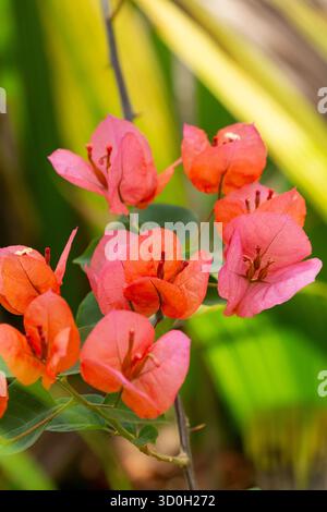 Fleur en papier (Bougainvillea glabra) Banque D'Images