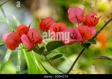 Fleur en papier (Bougainvillea glabra) Banque D'Images
